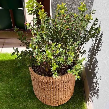 Casa Vacanza Ficus Poetto Appartamento Cagliari